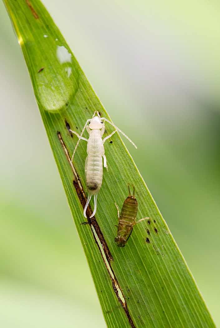 2016-07-24 Makro D 800 T_2350 Kopie verkl. mp.jpg