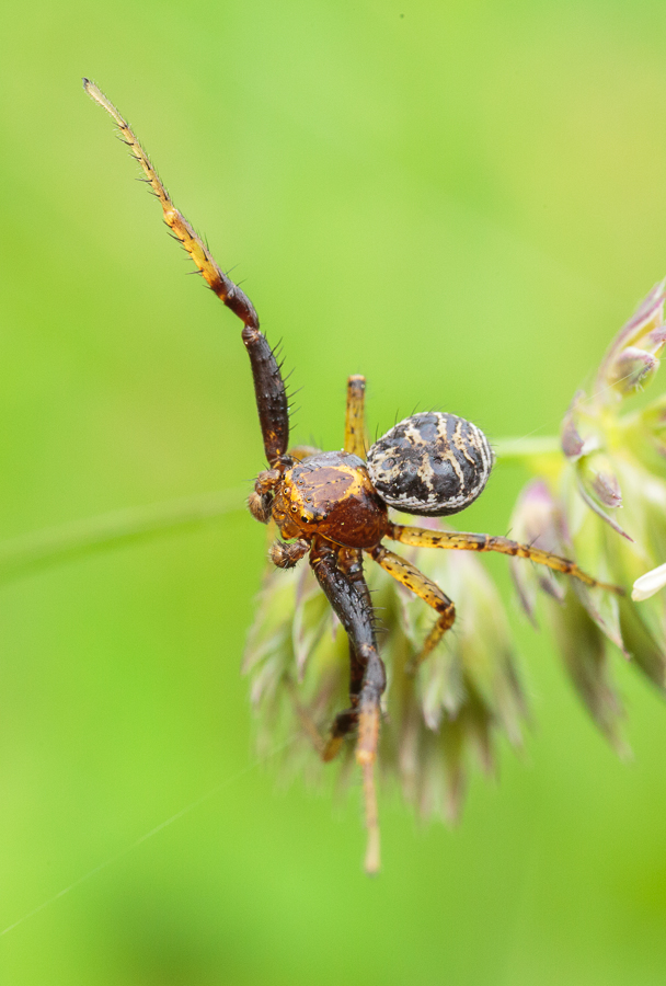 Xysticus_cf_lanio_Männchen.JPG