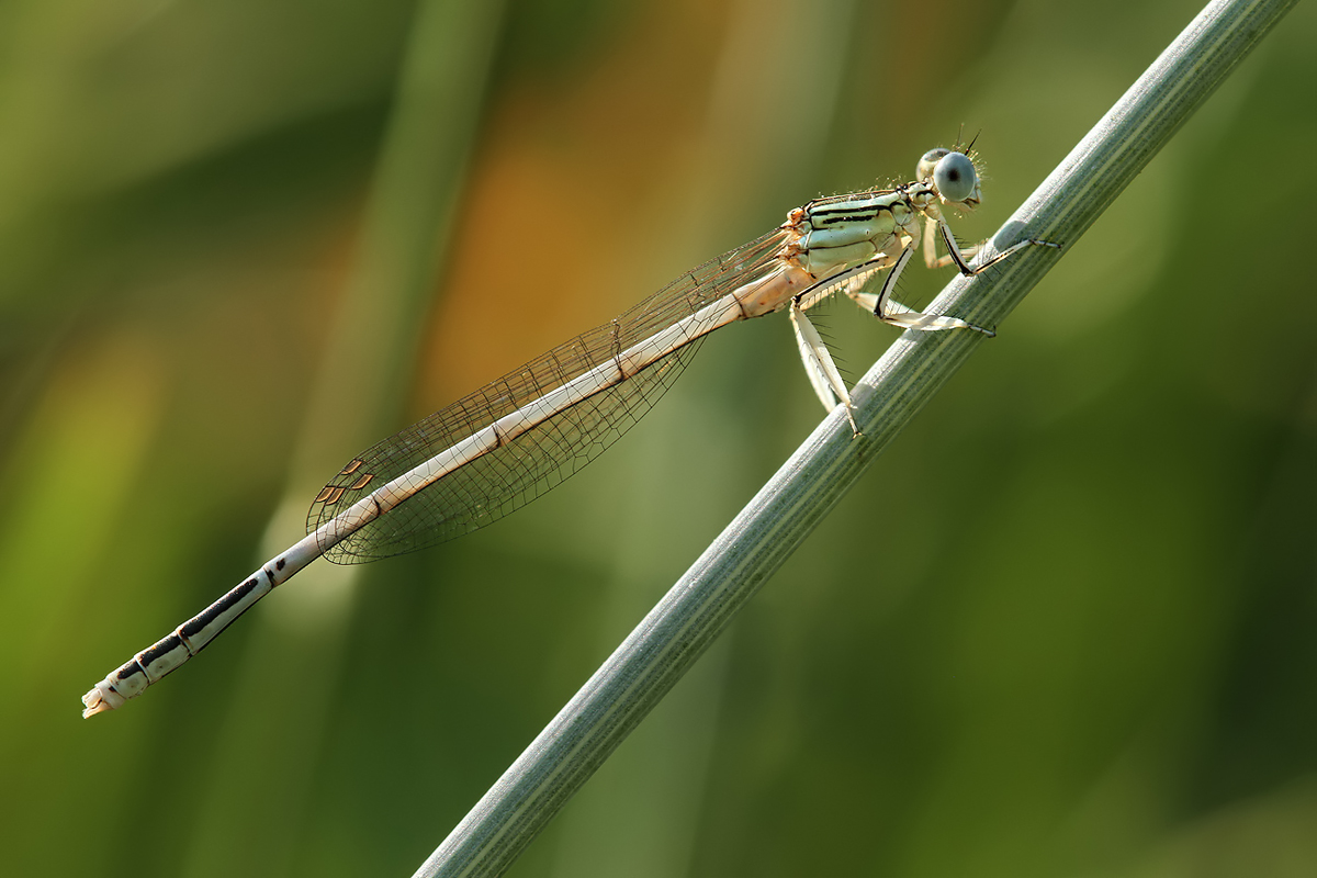 Platycnemis latipes_m_IMG_4678_1200.jpg