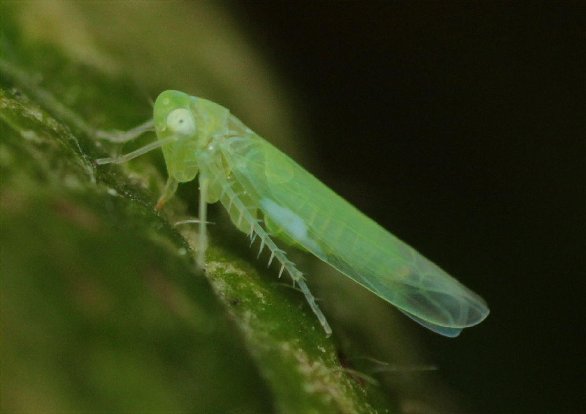 Empoasca decipiens02makro.jpg