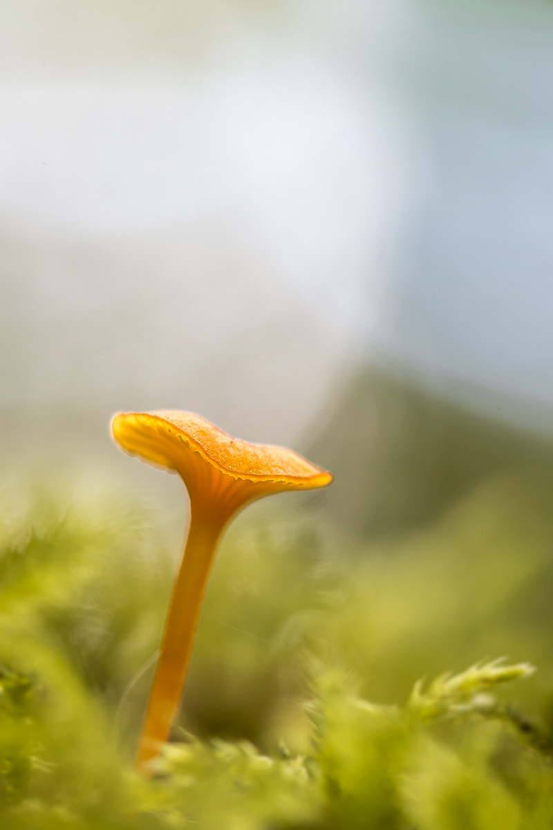 Pilz Kreuzhorst (1).jpg
