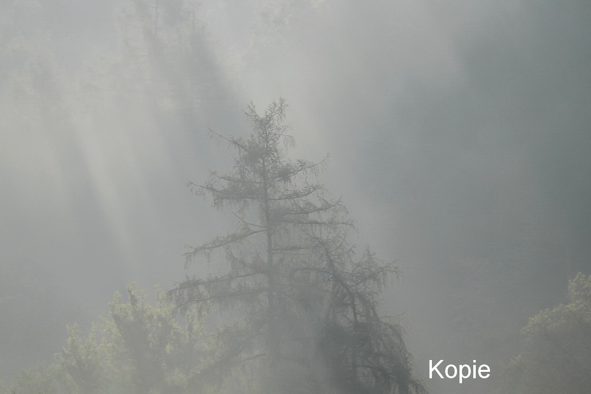 IMG_2746_Beschnitt0%_Christines Baum im Nebel KOPIE.jpg