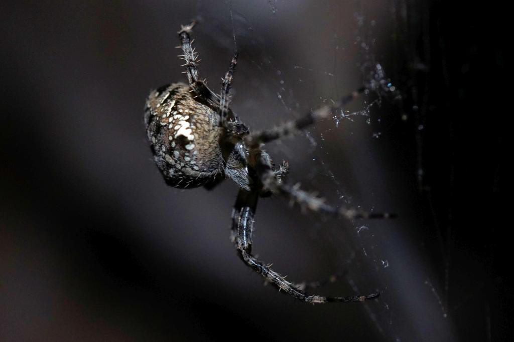 Spinne--4.jpg