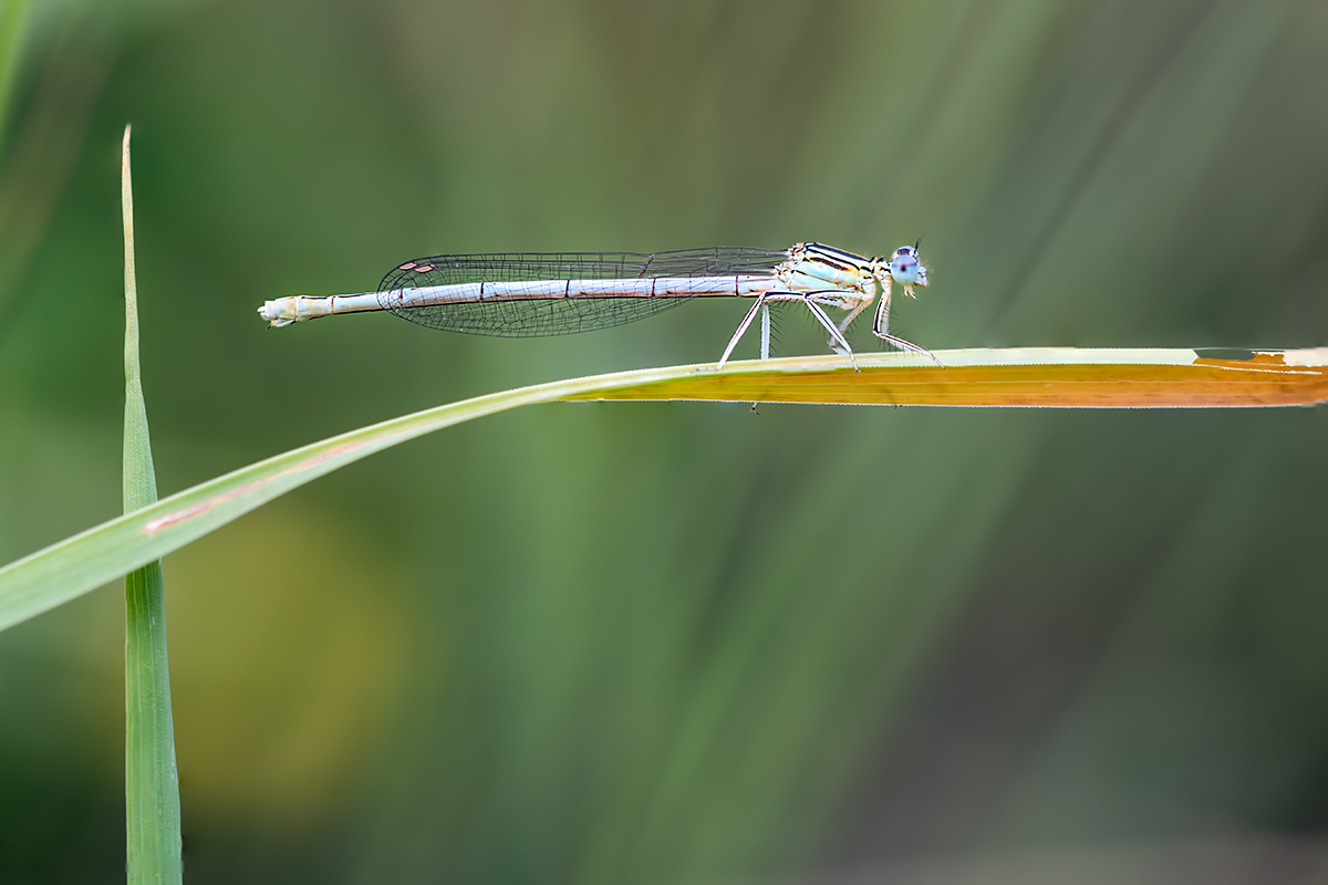 compLibelle,Feder23.6.2017FägswilStackDSC_2268-2271-94%.jpg
