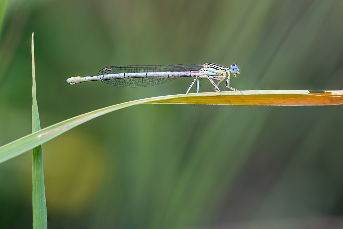 compLibelle,Feder23.6.2017FägswilStackDSC_2268-2271-94%b.jpg