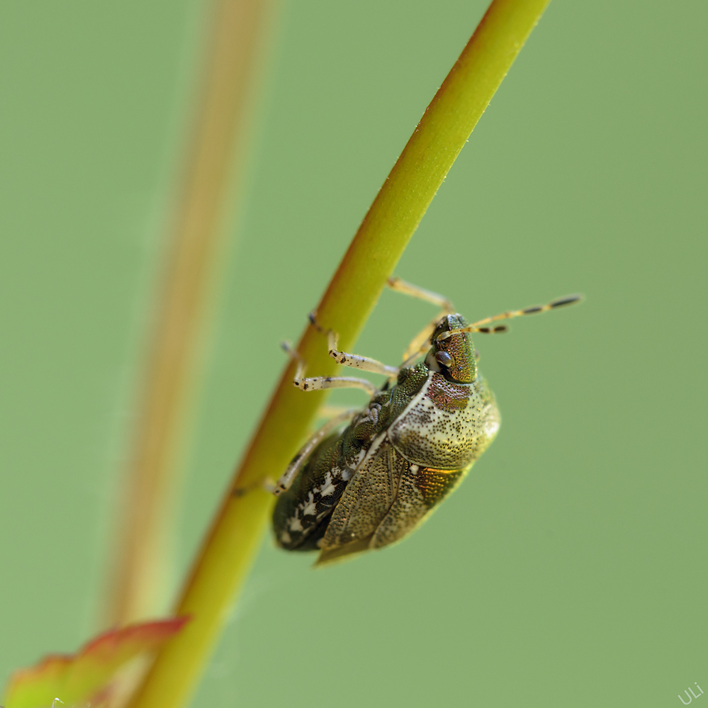 Eysarcoris venustissimus03.jpg