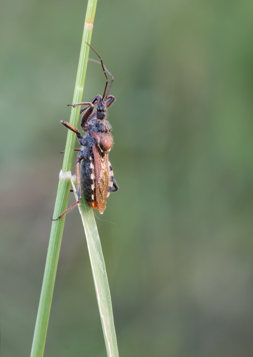 Rhynocoris erythropus02.jpg