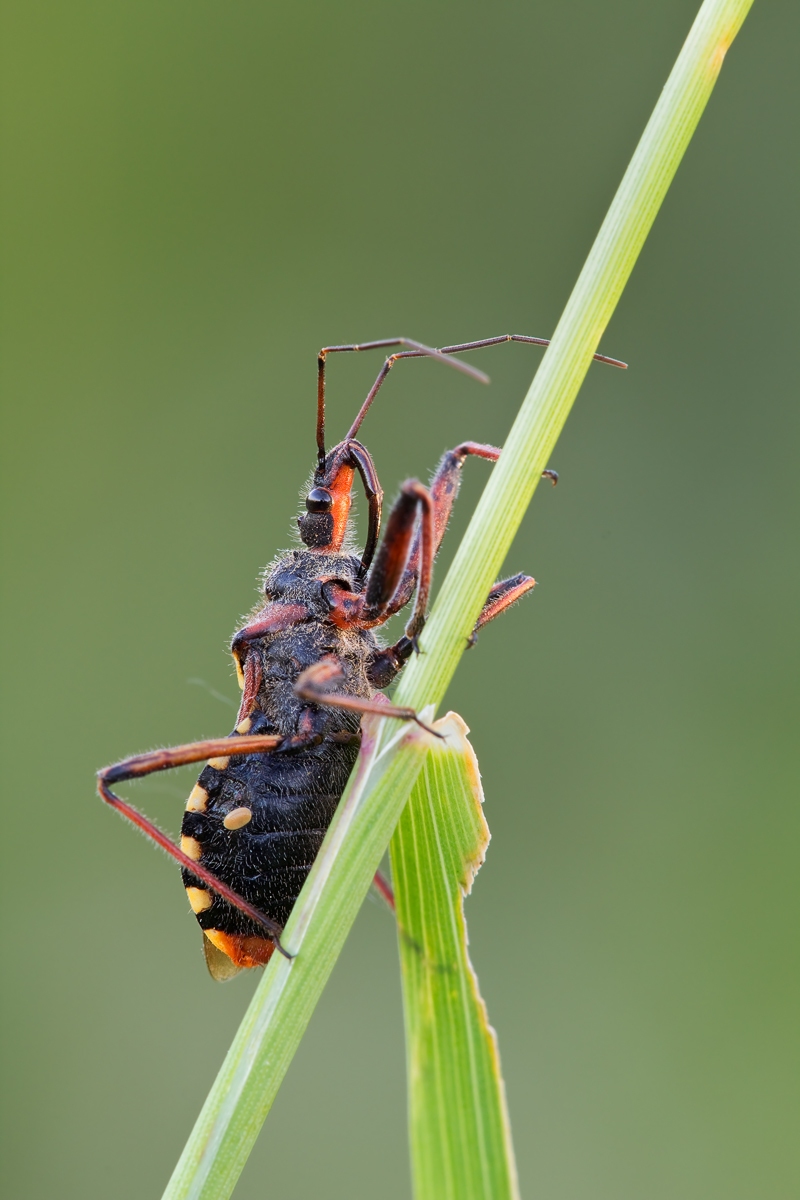 Rhynocoris erythropus03.jpg