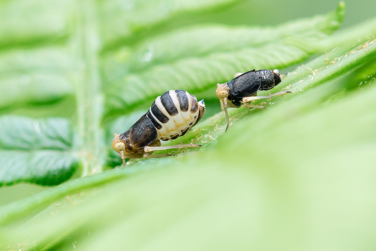 Ditropis pteridis; Adlerfarn-Spornzikade Insekt (1).jpg