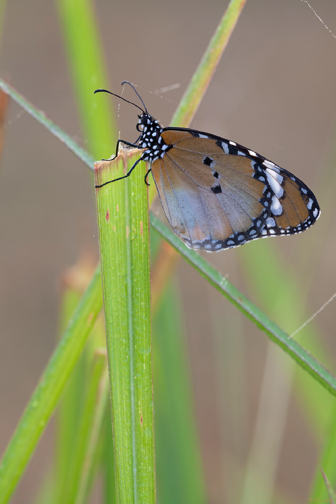 20111231-Danaus genutia.jpg