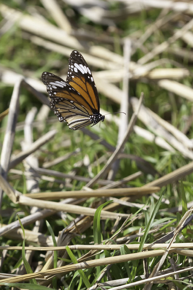 20111231-Danaus genutia2.jpg