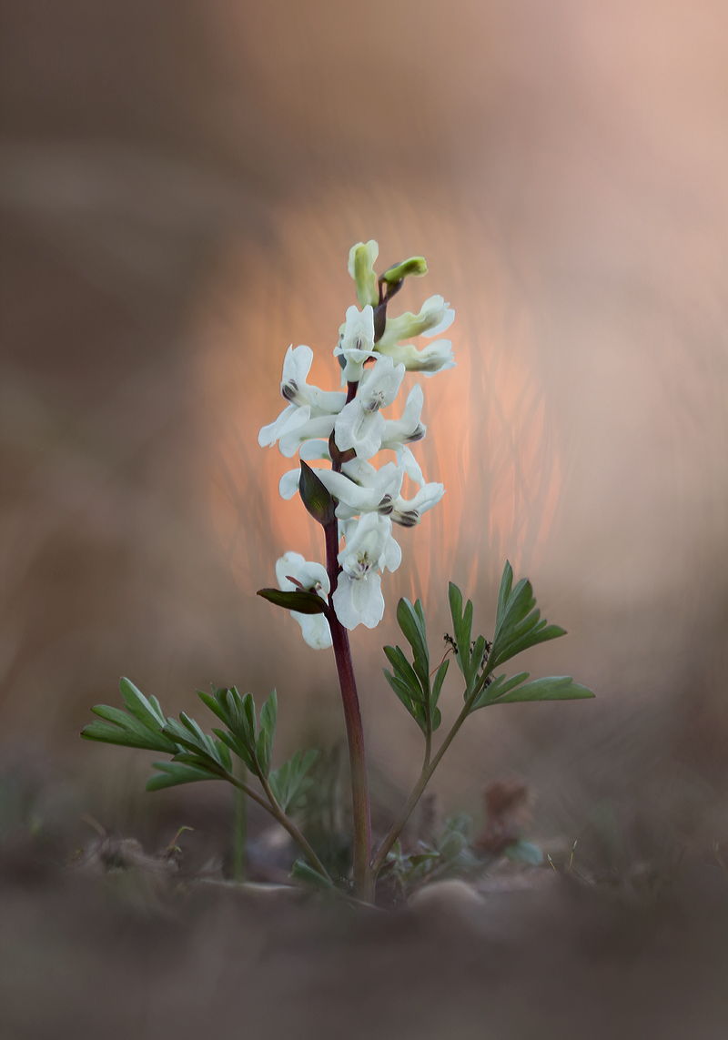 Corydalis cava (162).jpg