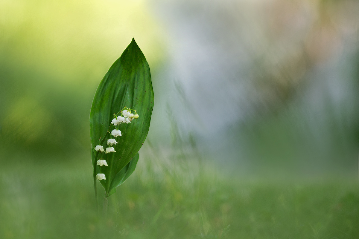 Convallaria majalis (140).jpg