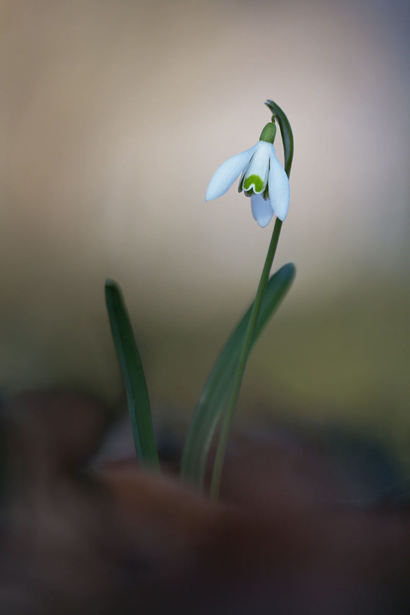 Galanthus nivalis Glocke 1 (1).jpg