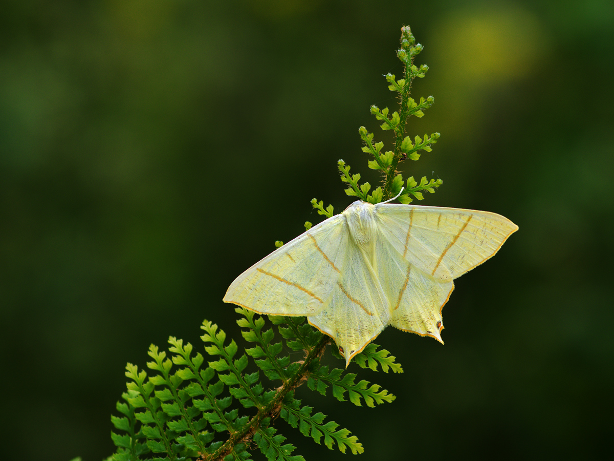 Ourapteryx-sambucaria-EG005779.jpg