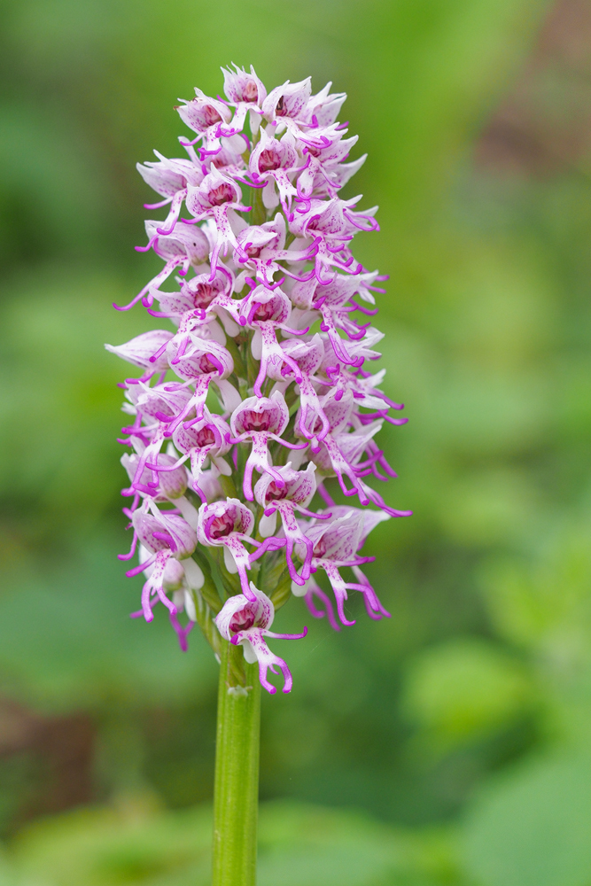 Orchis-simia-OOG03409---Kopie.jpg