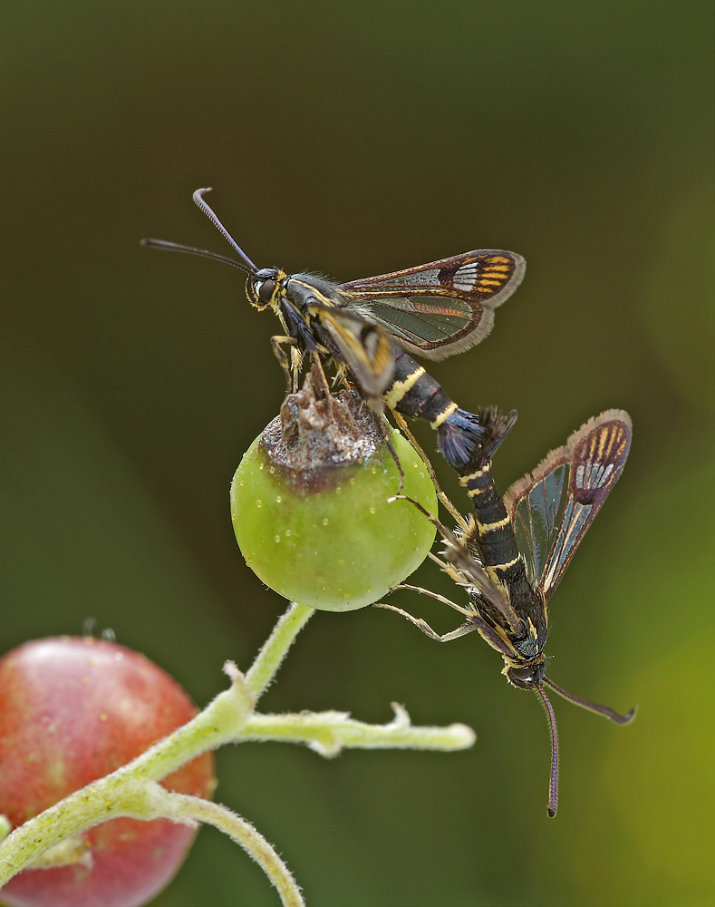 Juergen_Fischer_Johannisbeerenglasfluegler.jpg