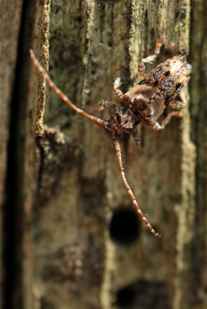 Pogonocherus hispidus05mamkro.jpg