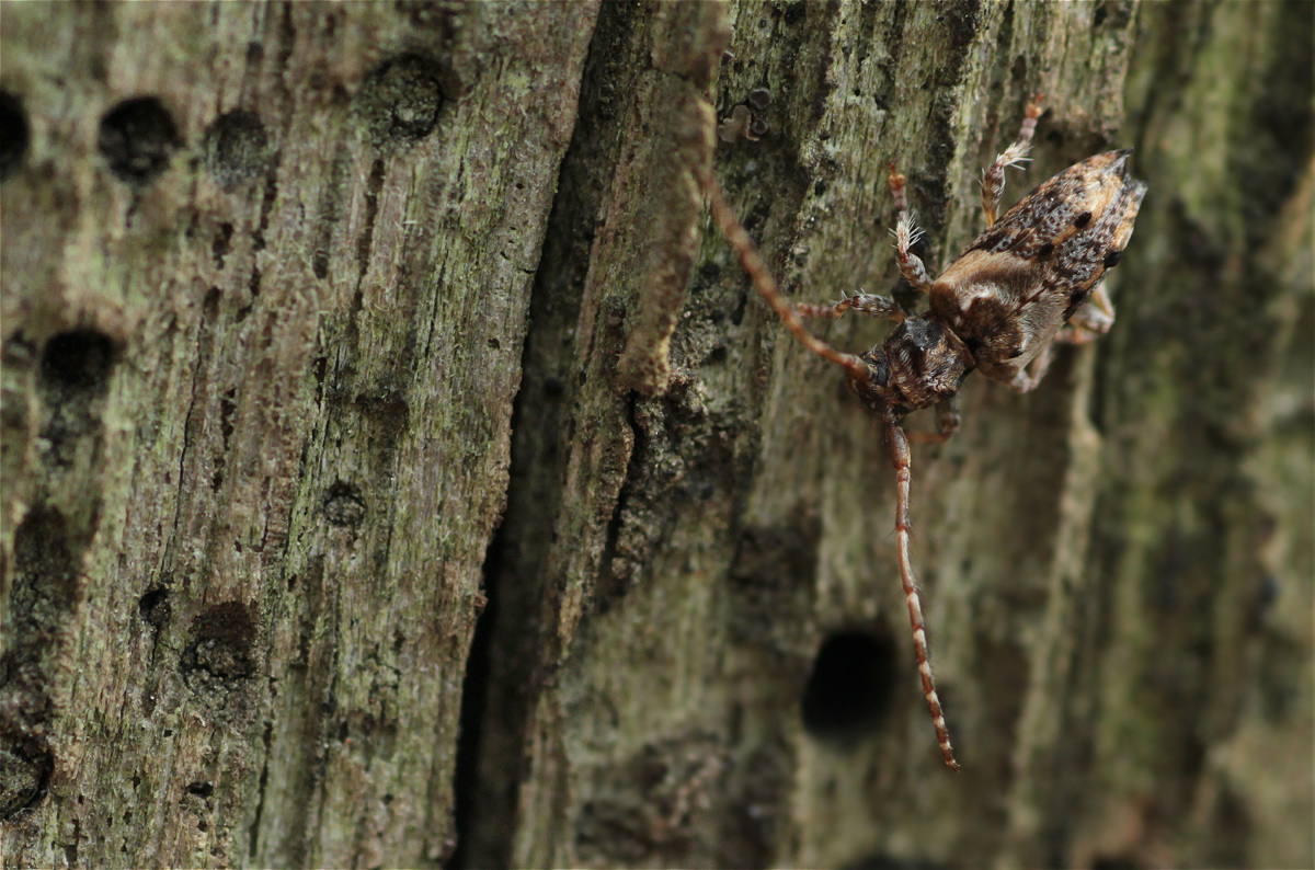 Pogonocherus hispidus04makro.jpg