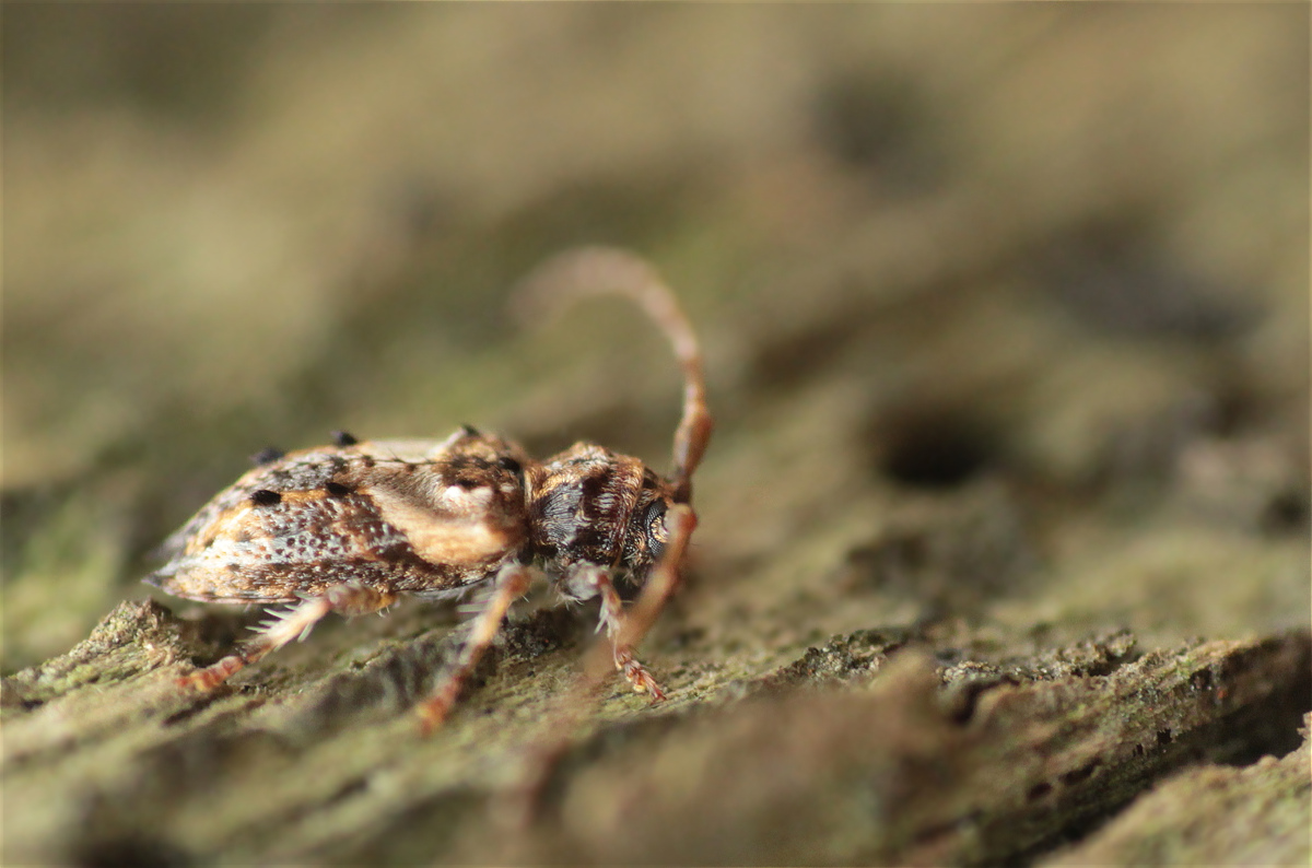 Pogonocherus hispidus03makro.jpg