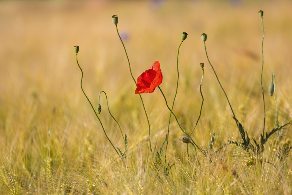 IMG_2528_3.2_1.2500_200_Mohn_Nieders_1.jpg