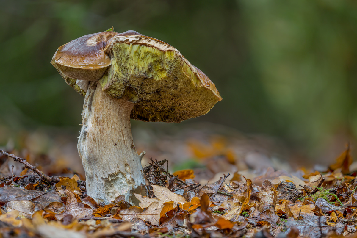 2017_10_04 St-ISO 100-180 mm-171004-1.jpg