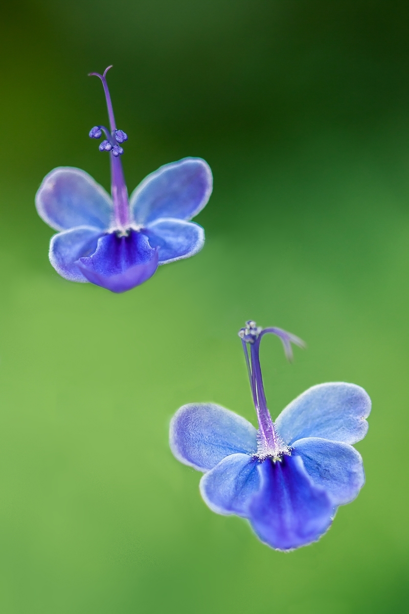 Rotheca myricoides 0396-2; Lamiaceae (2a).jpg