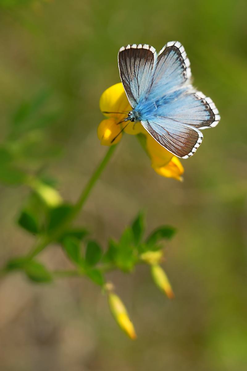 DSC09975.c.kl.jpg