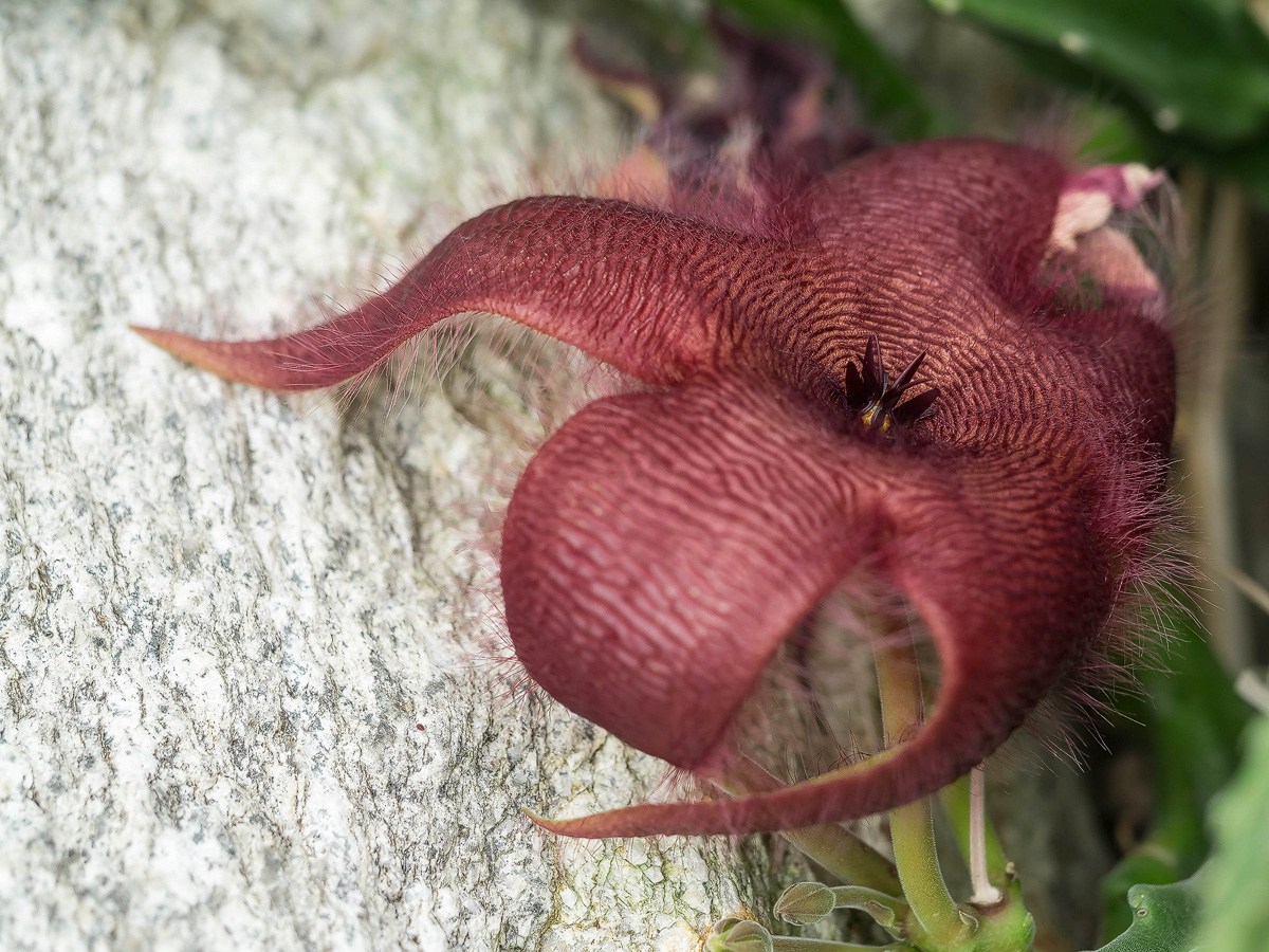 P8050305-1-Stapelia grandiflora-verkl.jpg