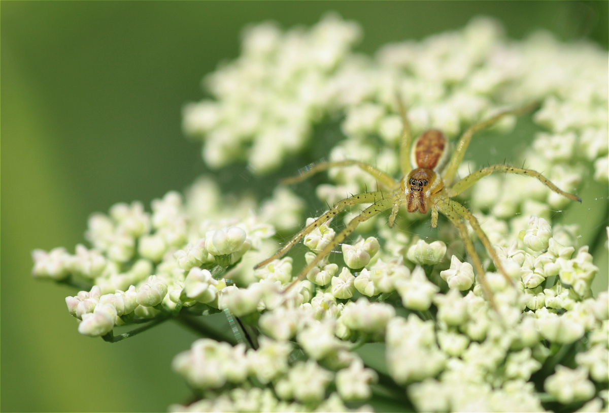 dolomedes fimbriatus01makro.jpg