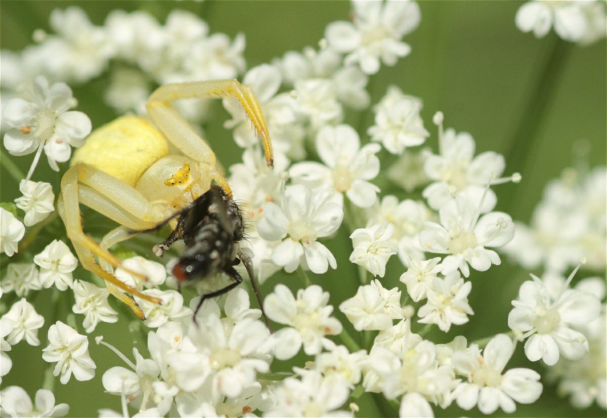 misumena vatia01makro.jpg