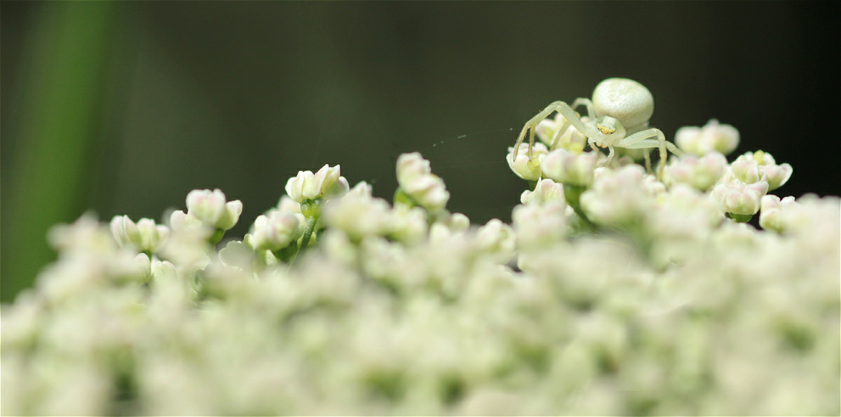 misumena vatia03makro.jpg