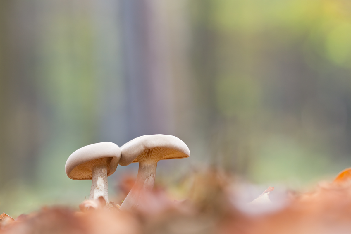IMG_6202_4.0_1.6_200_Pilz_HoheK.jpg