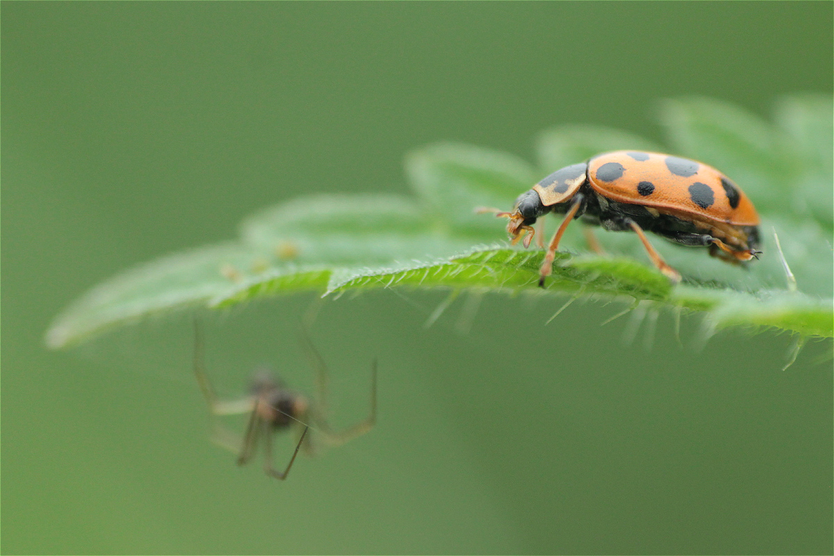 Hippodamia tredecimpunctata03e.jpg