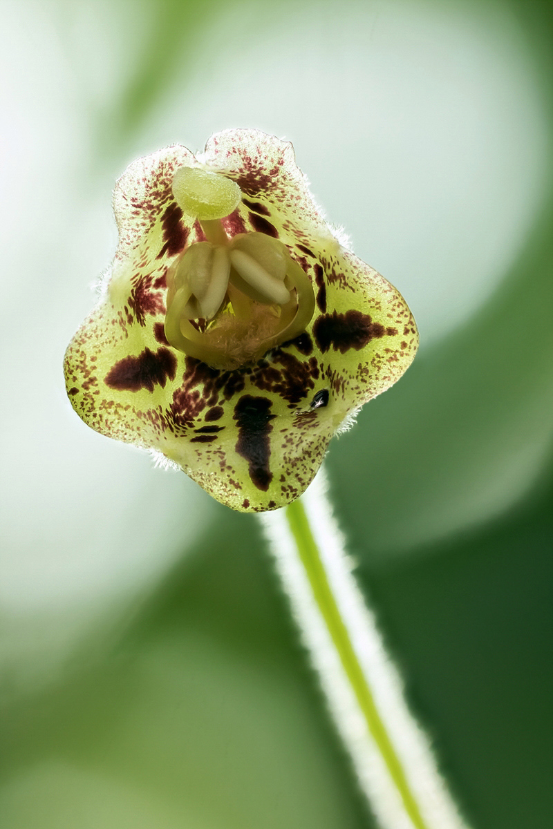 Rhytidophyllum tomentosum 0811-1; Gesneriaceae (2)-2-2.jpg