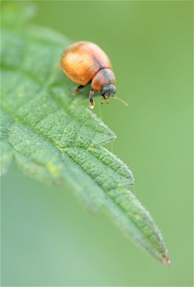 Cynegetis impunctata 01.jpg