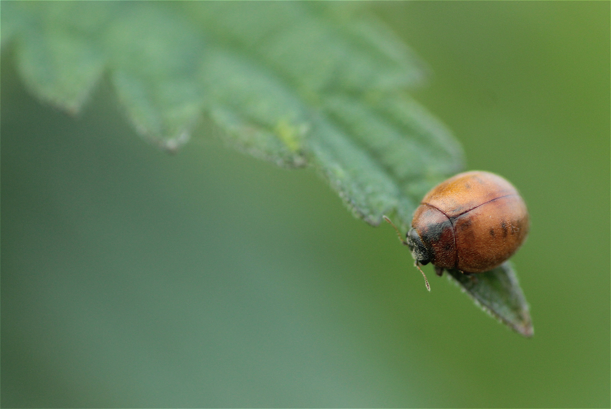 Cynegetis impunctata 02.jpg