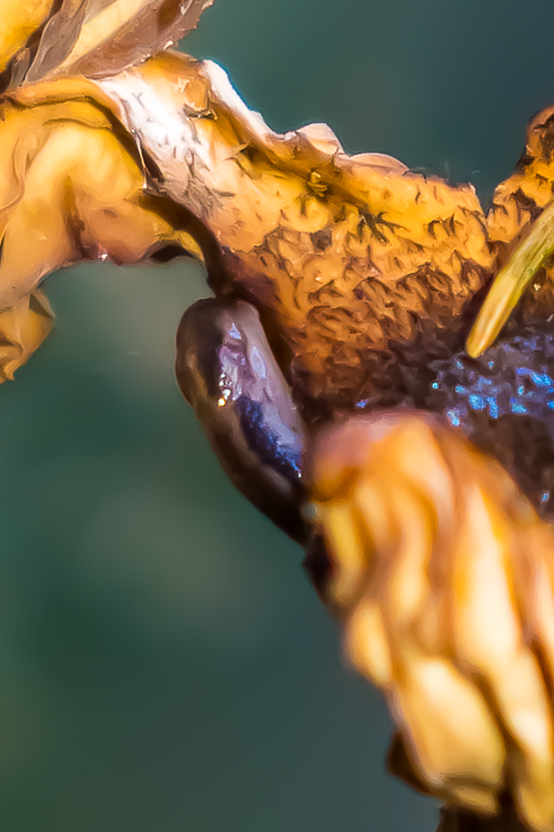 Pilzballett-Schnecke.jpg