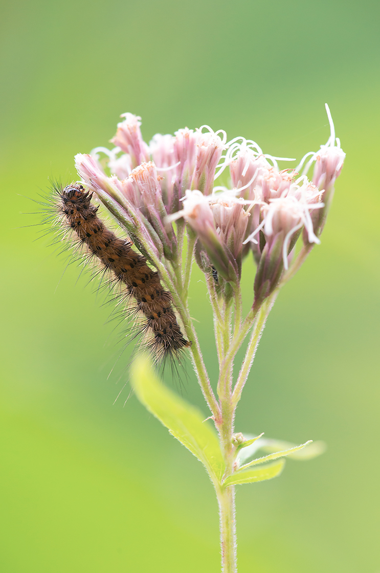 2016-09-15 Makro SB_3137_Panorama1 verkl.jpg