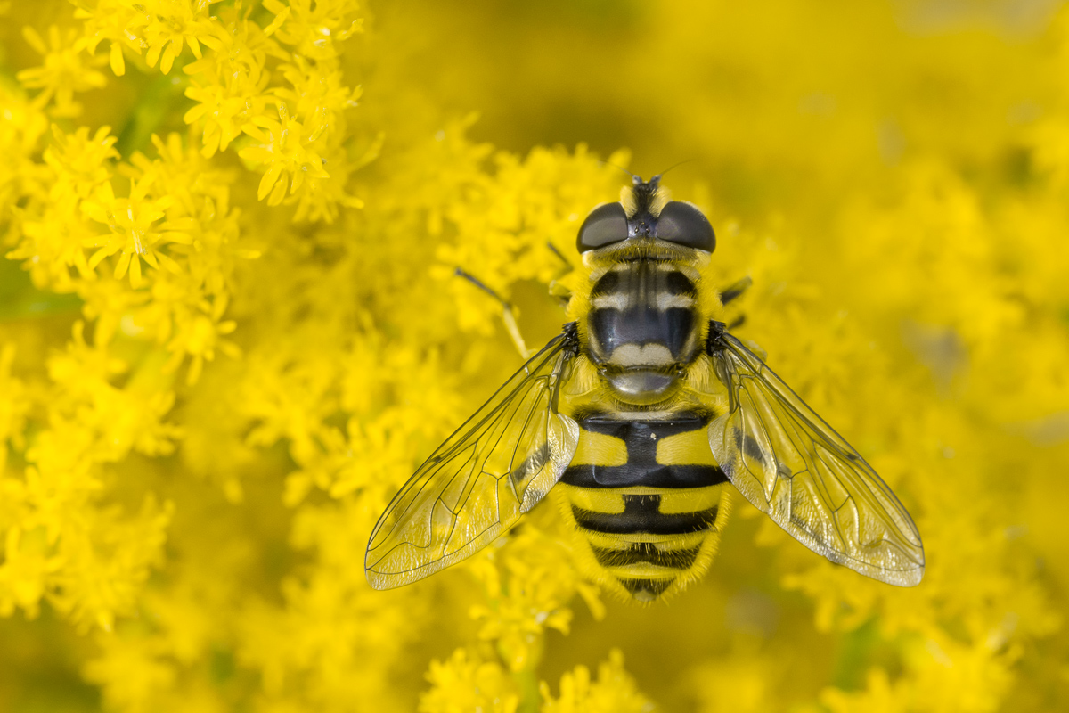 Myathropa florea Myathropa florea 1.jpg