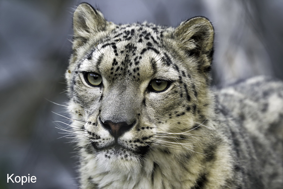 Schneeleopard Portrait - Rainer - Kopie.jpg