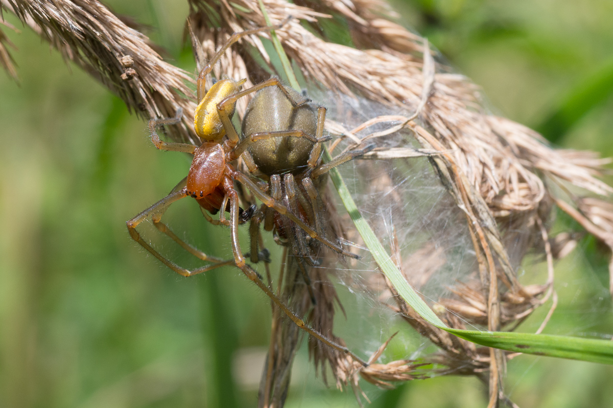Makroforum Cheiracanthium punctorium 3.jpg