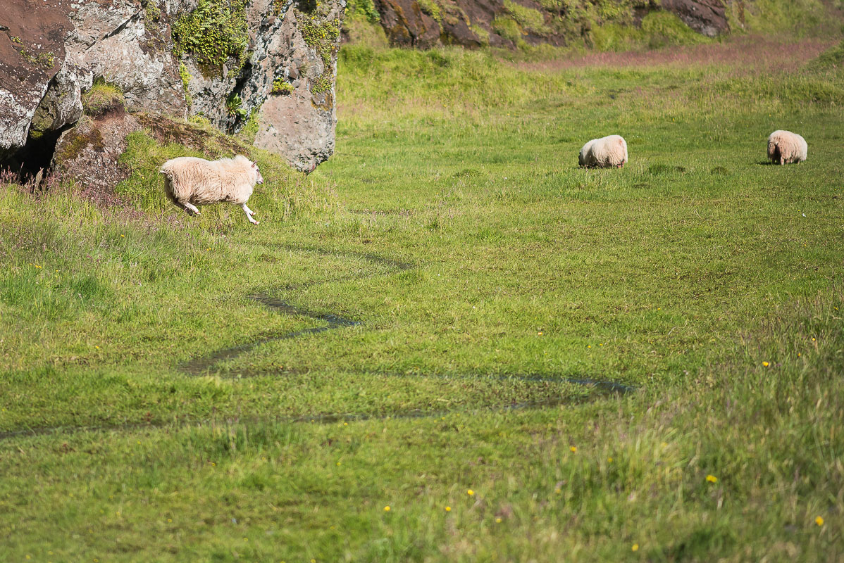 springendes Schaf-4566.jpg