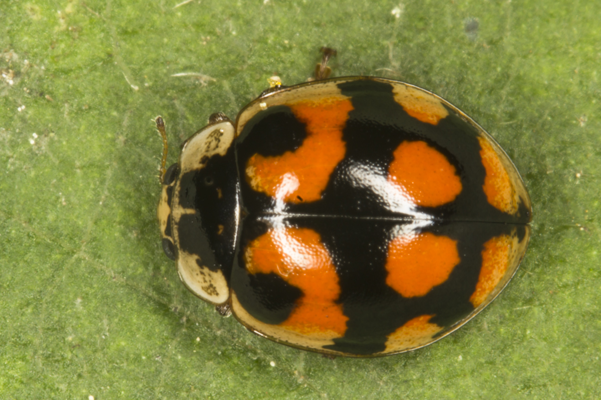 Adalia decempunctata 1.jpg