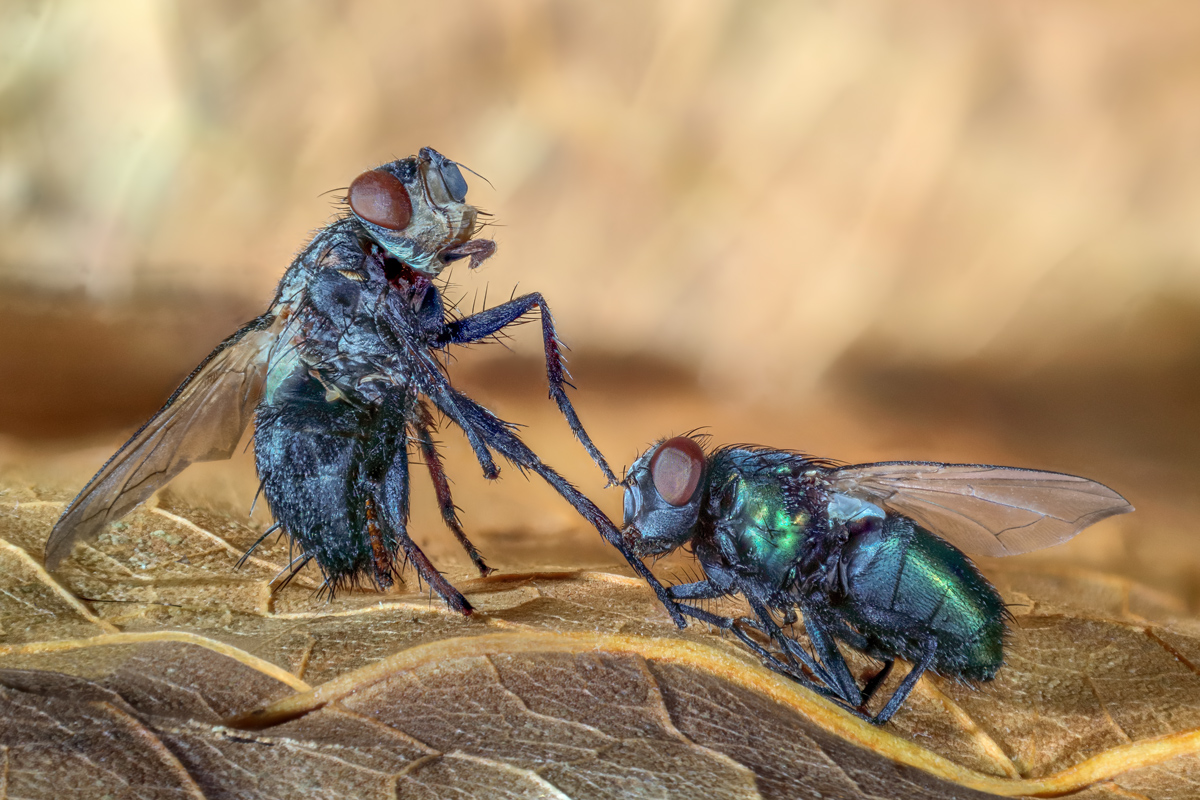 SlabReversePMaxSmallFly_MF.jpg