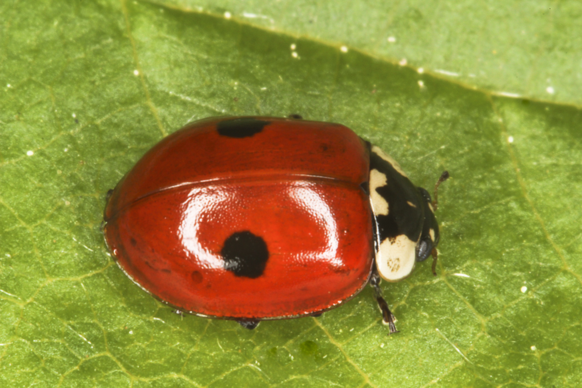 Adalia bipunctata 1.jpg