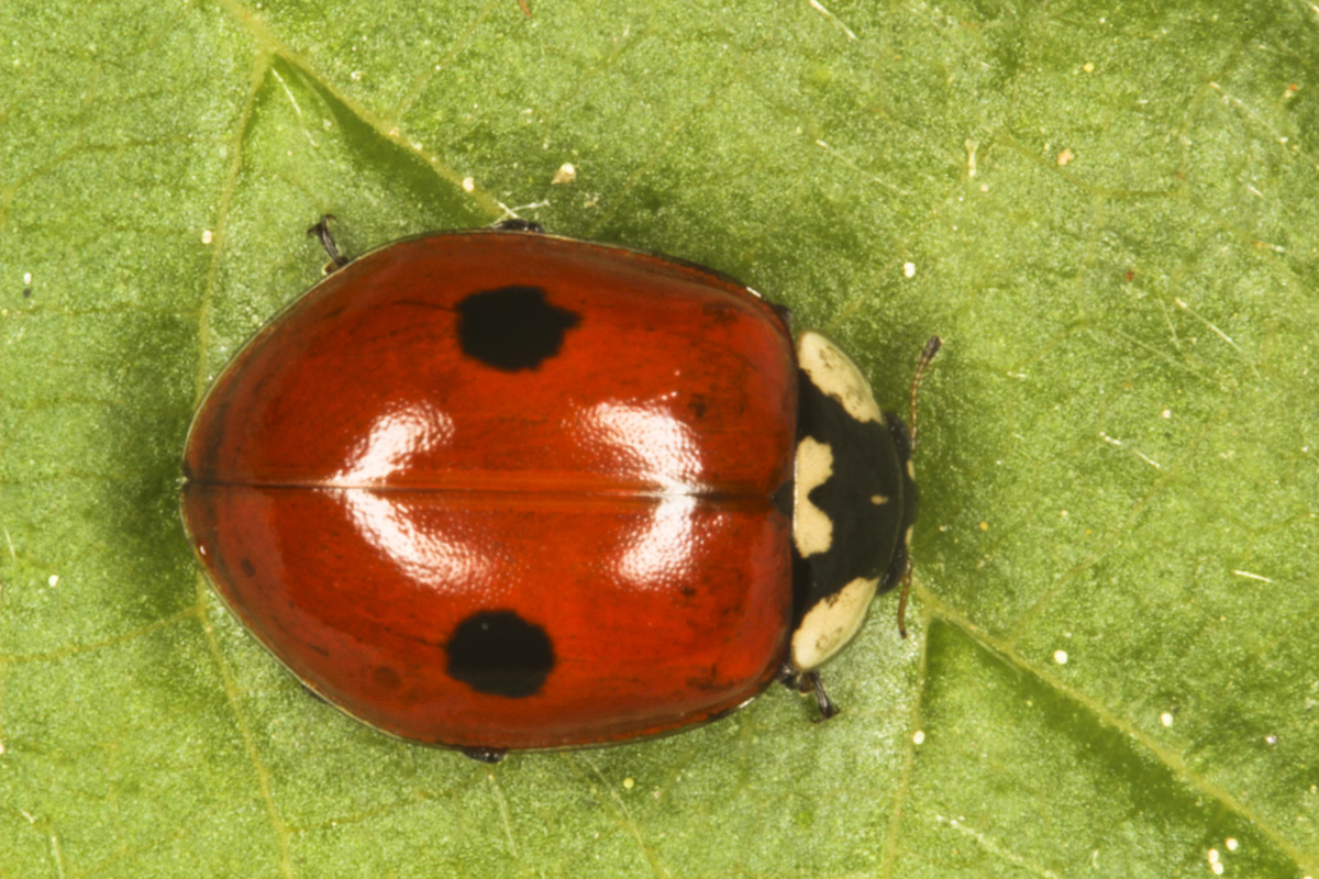 Adalia bipunctata 2.jpg