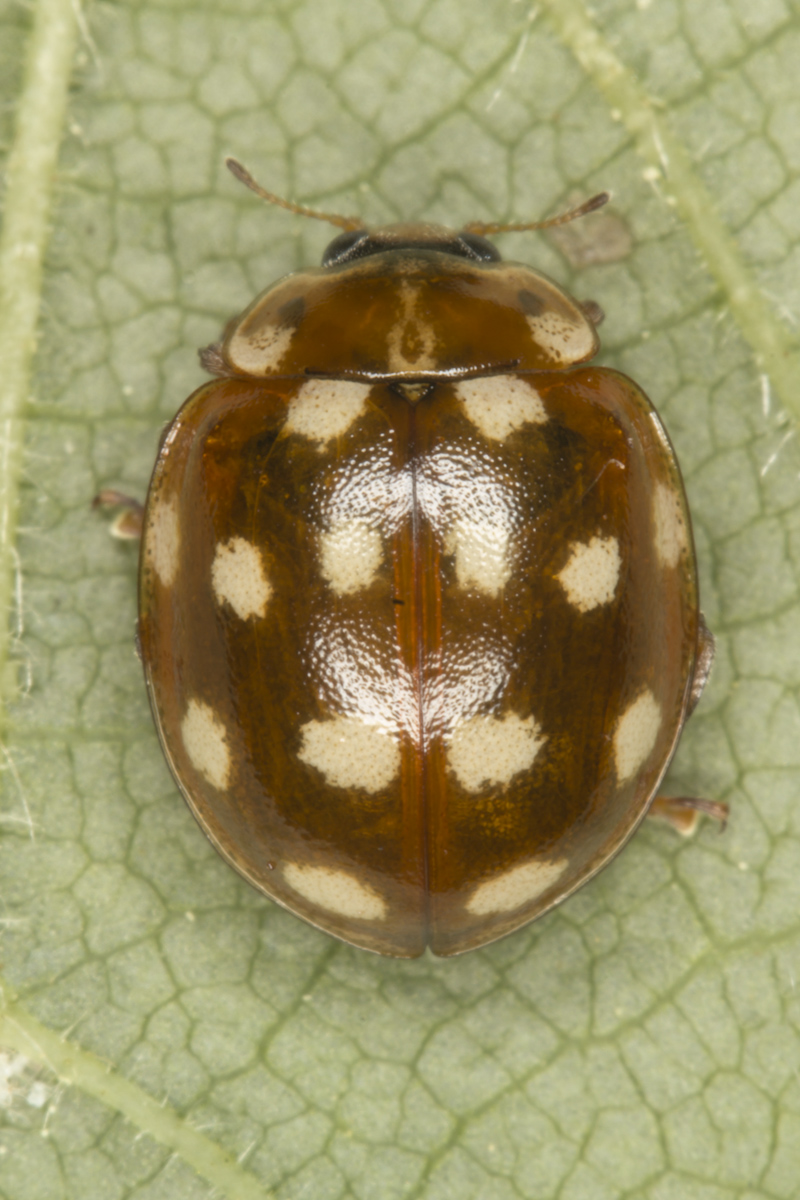 Calvia quatuordecimguttata 1.jpg