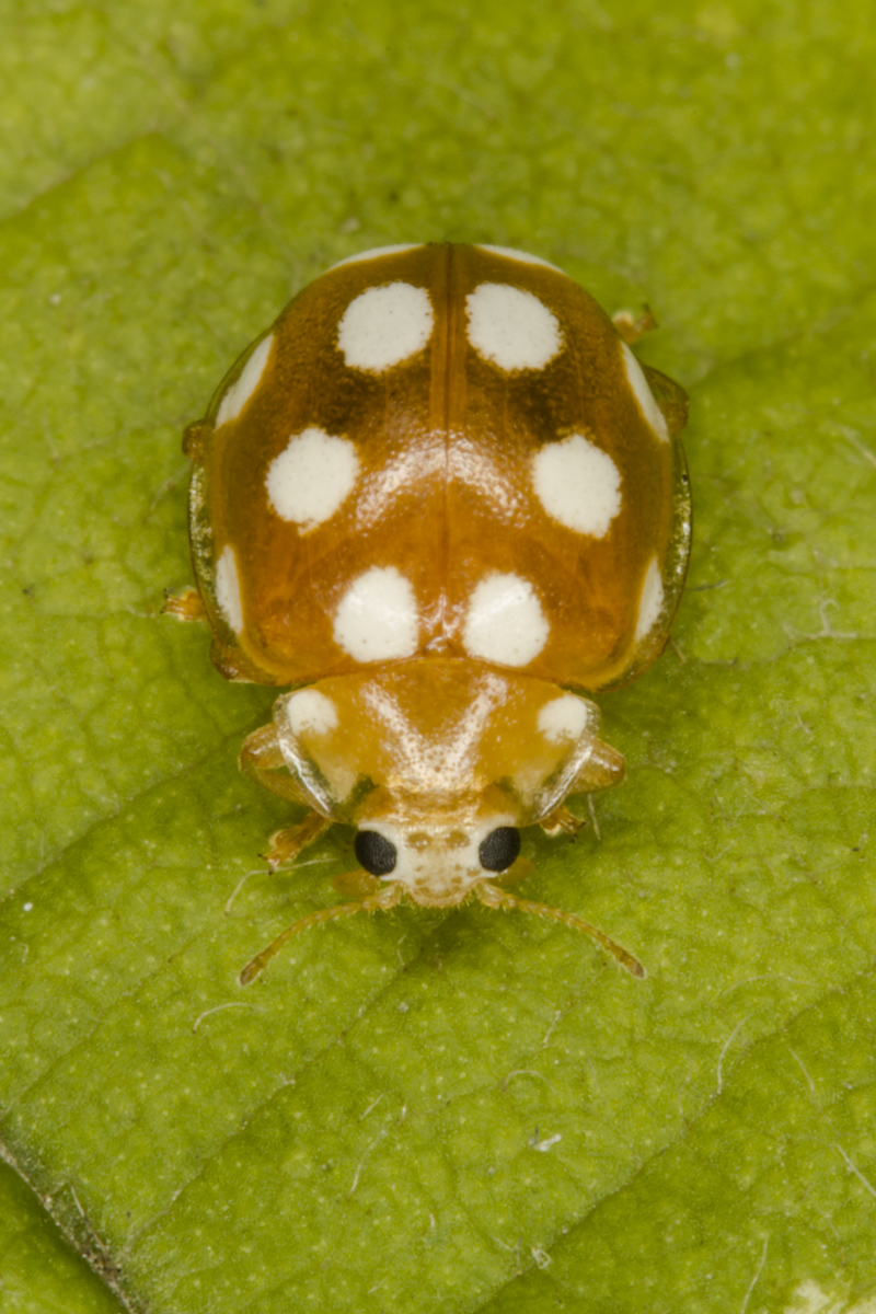 Vibidia duodecimguttata 1.jpg