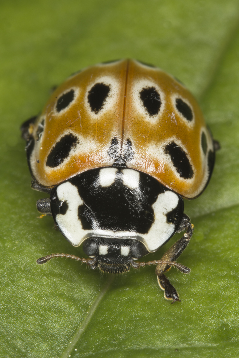 Anatis ocellata 2.jpg